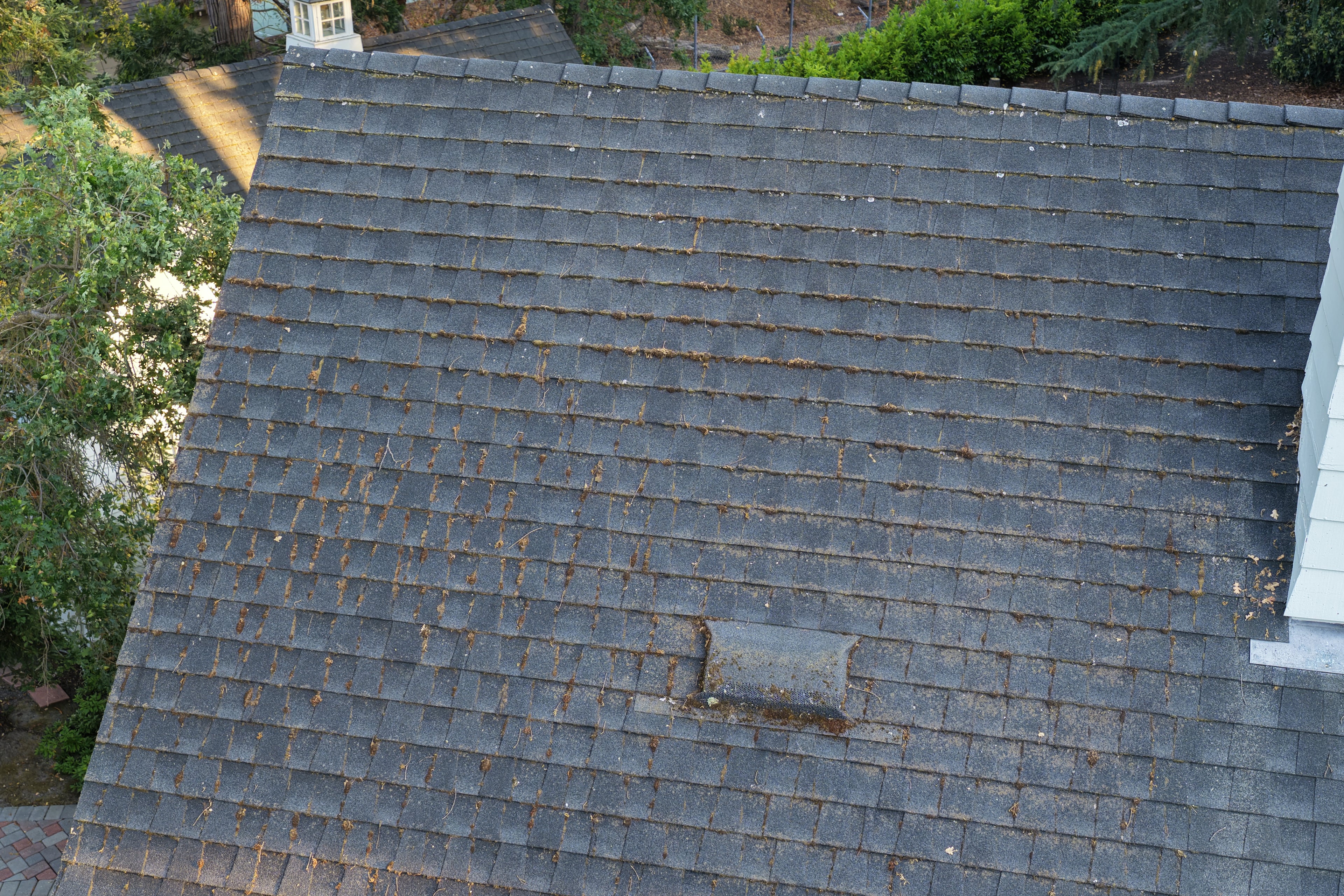 moss on walnut creek roof
